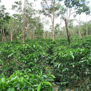 Panama Abu Washed Geisha Reserve - Jose Pretto Farm Award-Winning Coffee - Smoky Mountain Fresh Roast Coffee