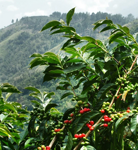 Ethiopia Yirgacheffee Washed / Natural 50:50 Coffee - 93 Points - Smoky Mountain Fresh Roast Coffee