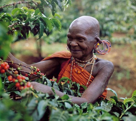 Kenya Kikuyu Tribe Othaya Cooperative Award-Winning Coffee - 93 Points - Smoky Mountain Fresh Roast Coffee