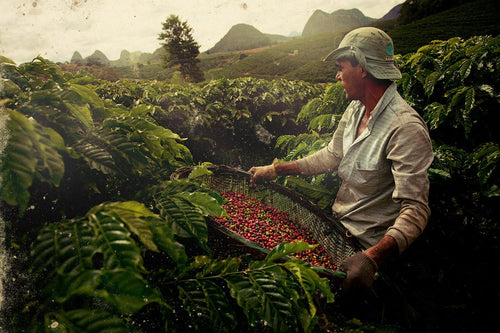 Brazil Diamond Reserve Red Bourbon Coffee - Smoky Mountain Fresh Roast Coffee
