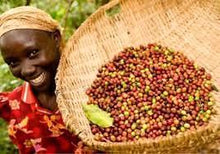 Cameroon Award-Winning Single Estate Coffee - Originating from Jamaican Blue Mountain Coffee - Smoky Mountain Fresh Roast Coffee