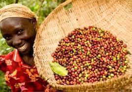 Cameroon Award-Winning Single Estate Coffee - Originating from Jamaican Blue Mountain Coffee - Smoky Mountain Fresh Roast Coffee