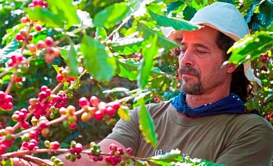 Costa Rica Award-Winning Single Estate Coffee - 93 Points! - Smoky Mountain Fresh Roast Coffee