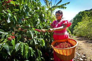 Costa Rica Award-Winning Single Estate Coffee - 93 Points! - Smoky Mountain Fresh Roast Coffee