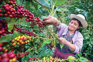 Organic Guatemala Antigua Hunapu Micro Lot Coffee - Smoky Mountain Fresh Roast Coffee