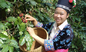 Laos Single Estate Coffee - Better than Sumatra Coffee - Smoky Mountain Fresh Roast Coffee