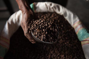 Timor Single Estate Coffee - Smoky Mountain Fresh Roast Coffee