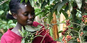 Organic Uganda Sabiny Tribe Cooperative Coffee - Smoky Mountain Fresh Roast Coffee