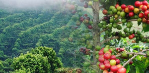 El Salvador Las Mercedes Pacamara Honey - Smoky Mountain Fresh Roast Coffee