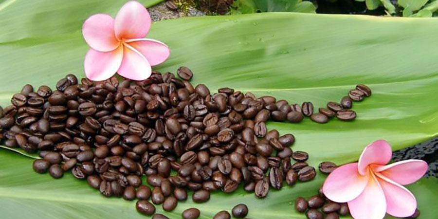 Hawaii Ka'u Coffee - Smoky Mountain Fresh Roast Coffee