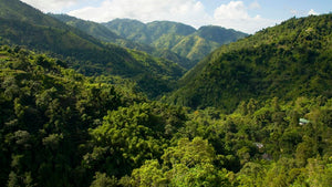 Jamaican Blue Mountain Blend Coffee - Smoky Mountain Fresh Roast Coffee