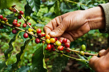 Panama Lamastus Estate Elida ASD Geisha Natural - 95 Points - Smoky Mountain Fresh Roast Coffee