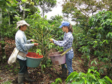 Panama Elida Natural Catuai Lamastus Estate - Smoky Mountain Fresh Roast Coffee