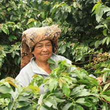 Sumatra Mutu Batak Award-Winning Coffee - Smoky Mountain Fresh Roast Coffee