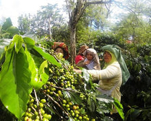 Organic Sumatra Bourbon Bener Mandheling Fair Trade - Smoky Mountain Fresh Roast Coffee