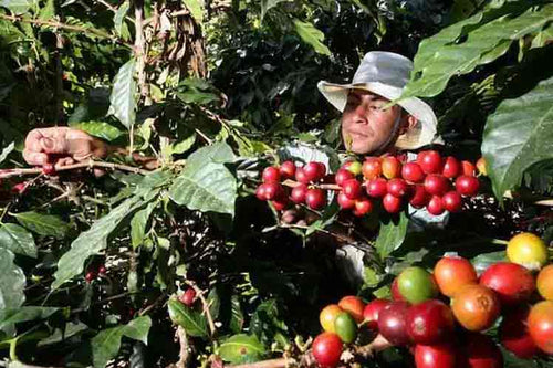 Organic Cubano Dark Slow Roast Coffee - Smoky Mountain Fresh Roast Coffee