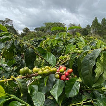Organic Sumatra Bourbon Bener Mandheling Fair Trade - Smoky Mountain Fresh Roast Coffee