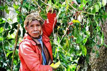 Organic East Timor Café Brisa Serena - Fair Trade - Smoky Mountain Fresh Roast Coffee